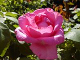 2009 Flora 058.JPG